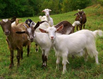 group of goats in a field